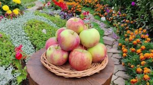 Десертное Исаева - сорт яблони