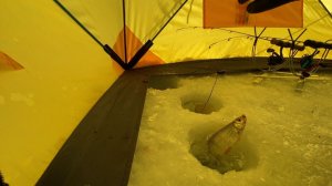 ЛОВЛЯ ПЛОТВЫ НА МОРМЫШКУ