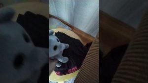 6 часть, Играем с Медвежонком Соней в Minecraft в реальной жизни