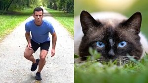 Как бы ходили животные, если бы они были людьми