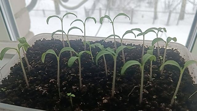 ПЕРЕСАДИЛ РАССАДУ 🍅🍅🍅 ПОМИДОР 28.02.2026