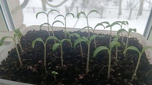 ПЕРЕСАДИЛ РАССАДУ 🍅🍅🍅 ПОМИДОР 28.02.2026