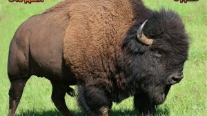 Июль 24 (СВО Кинбурнская коса)