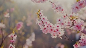 Пианист и скрипач