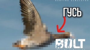 Гуся добавили в BULT. Пробуем добыть