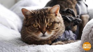 Котики ищут хозяев! Доброе утро. Суббота. Фрагмент выпуска от 28.02.2026