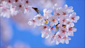 ВЕСНЫ ВСЕМ В ДУШЕ...