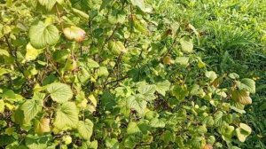 Влог☀️/Живём с детьми в деревне 🏠/Отпуск заканчивается/Лопухи для козочек/мама Наташа