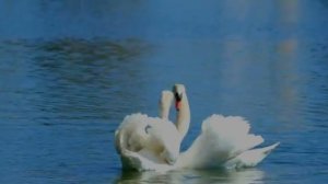 Песня «Ангел» — Поёт Игорь КРАВЦОВ, БРАТСК