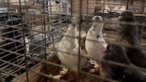 ярмарка голубей Бронницы Москва 1.03.2026