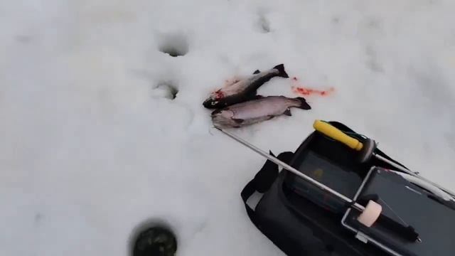 01.03.26 г. РК Волна. смотреть онлайн