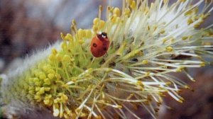 Встречаем весну! #слушать #песни # классика#весна