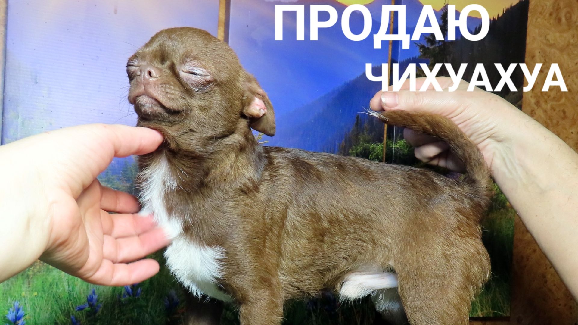 #СКИДКИ до 08.03.26 Несквик и Цезарио ждут Вас #купить_щенка_чихуахуа_продаю +79215950848