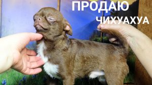 #СКИДКИ до 08.03.26 Несквик и Цезарио ждут Вас #купить_щенка_чихуахуа_продаю +79215950848