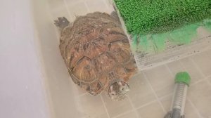 День наоборот или черепаха уезжает в зоомагазин?! 😶