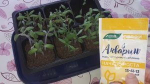 27-02-2026,первая подкормка рассады томатов