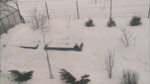 Сад в январе и феврале 2026г. Видео сверху. Восток Ленинградской области
