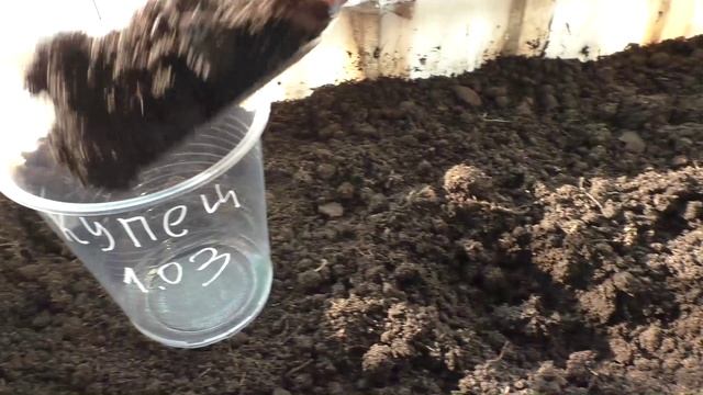 Посев рассады перцев 1 марта смотреть онлайн