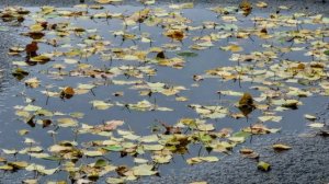 Любовь, любовь вокруг любовь. Музыка и исп. Виктор Бекк