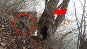 Страшные звери в лесу за деревьями в дупле | Неизвестное животное
