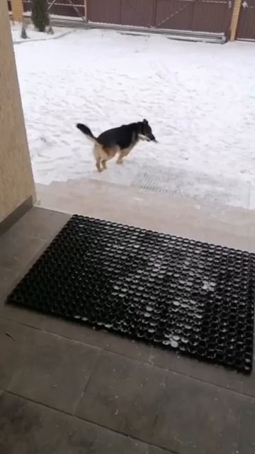 🌿 Наш счастливый овчар Флэш дома 🏠❗Пост в описании 🎥 #собака #овчарка #счастье  #любовь