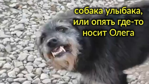Собака улыбака, или - понесли ботинки Олега. Работа в огороде. Вести из Александровки... смотреть онлайн