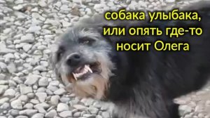Собака улыбака, или -  понесли ботинки Олега. Работа в огороде. Вести из Александровки...
