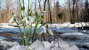 Долгожданная Весна