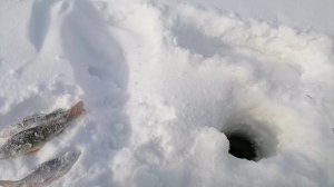 РЫБАЛКА В ГЛУХОЗИМЬЕ/ВЕРХ-ИСЕТСКИЙ ПРУД/БЕЗНАСАДКА