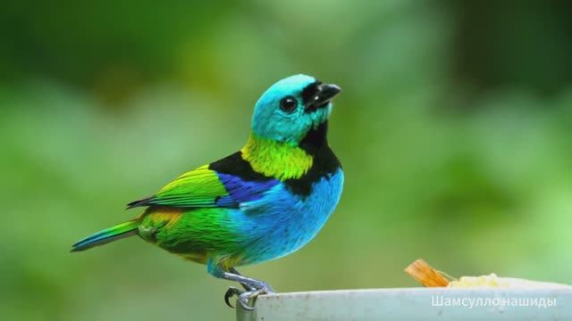 Коран сура Аль-Анфал  чтец Мухаммад аль-Факих