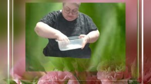 Проращиваю семена🫑 🌶️ Спасибо от души Натальи ❗ 💖 💖 💖