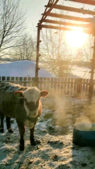 -34 — это теперь тепло? Сибиряки поймут! 🥶➡️😎