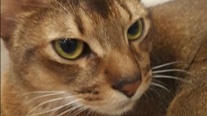 Стрим играю фнф