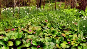 Апрельские цветы. Ветреная погода.