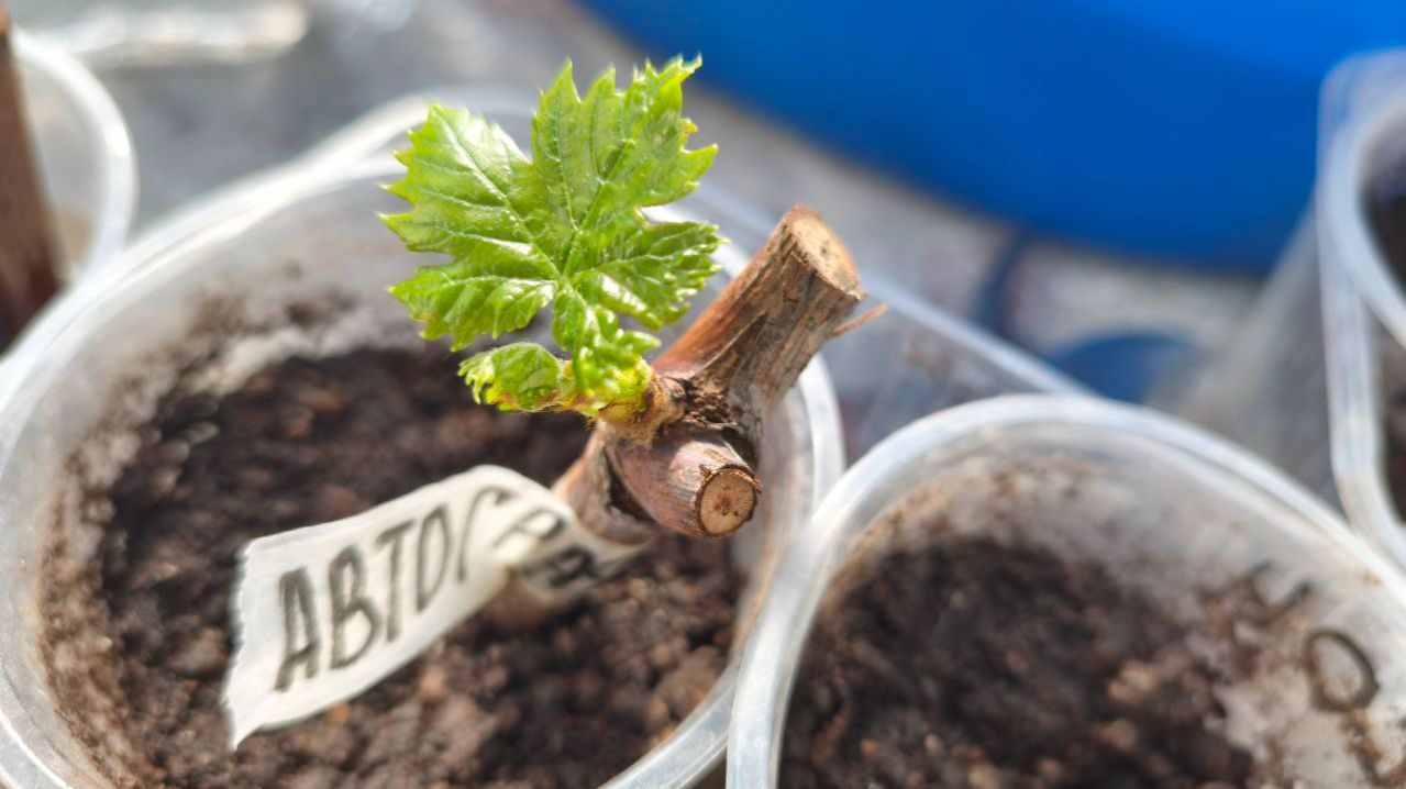 Укоренение винограда в пакетах, по методу Неуймина. смотреть онлайн