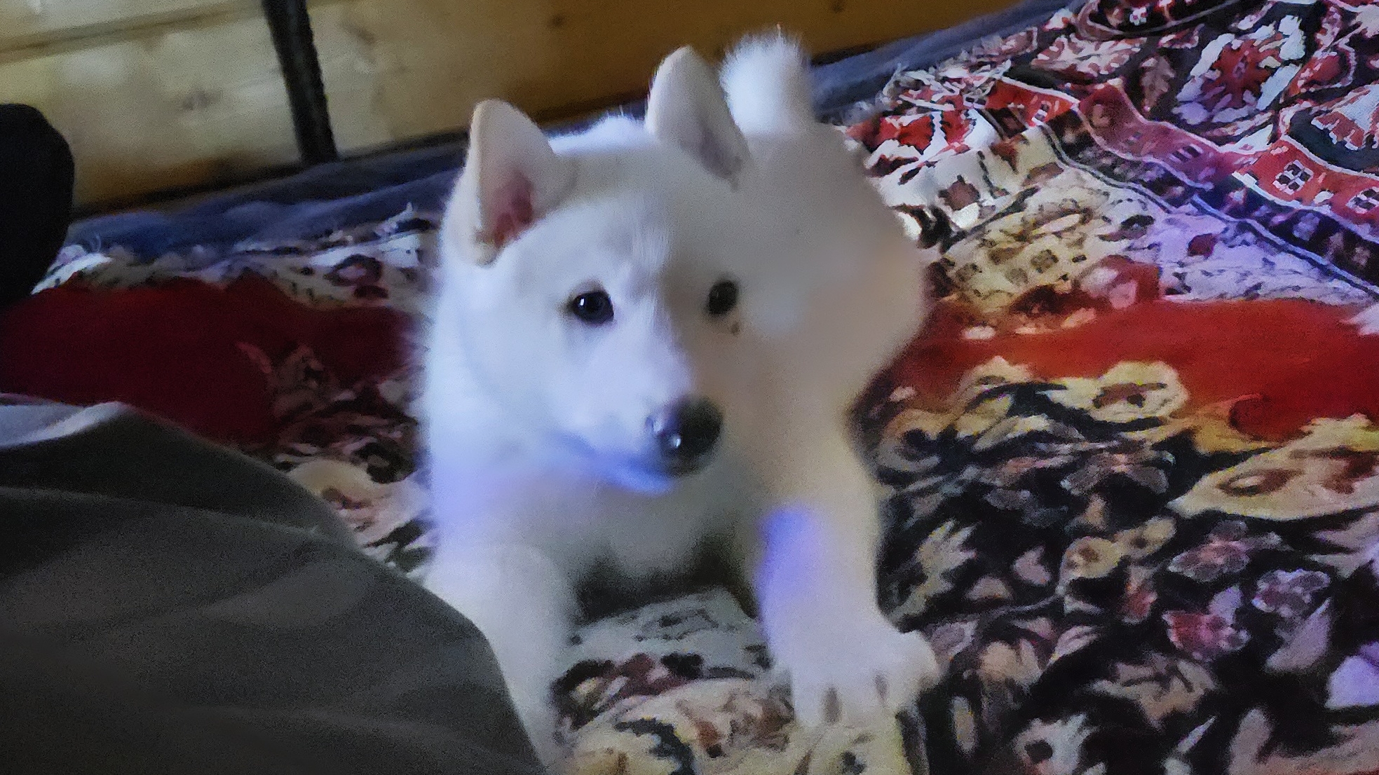 Актив щенка