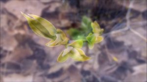 Поздравление с весной