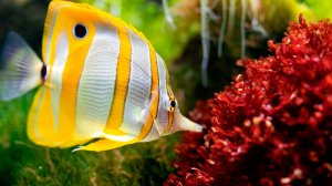 🐠 НЕВЕРОЯТНО КРАСИВАЯ УСПОКАИВАЮЩАЯ МУЗЫКА ДЛЯ СНА 🎵 МЕДИТАТИВНАЯ РАССЛАБЛЯЮЩАЯ МУЗЫКА ДЛЯ ДУШИ