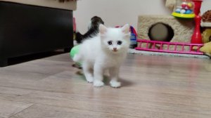 Мама-кошка и её счастливые котята. Кошка-мать наблюдает за игрой своего маленького котёнка.