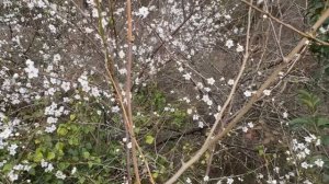 Абхазский дневник. Поход к источнику