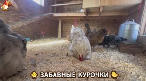 Забавные курочки несушки на сельском подворье 🤗😂😜 (117)