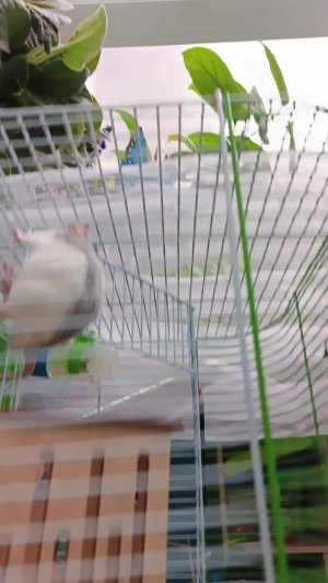 крыски дамбо(штормик,Арес)