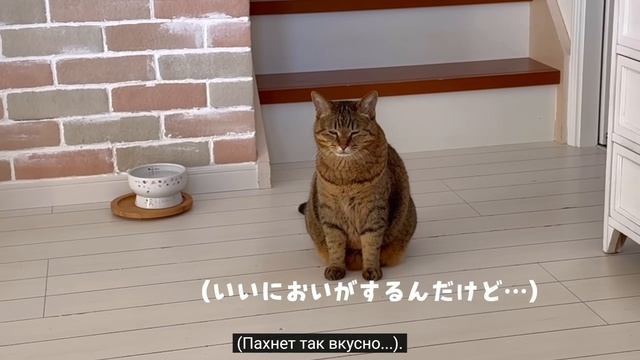 mie-days 🏠Тихий день с тремя котами.Еда и порядок на столе