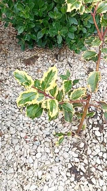 #южныйсад#февраль#garden#удачныйсаднаюге#авторскаяпесня