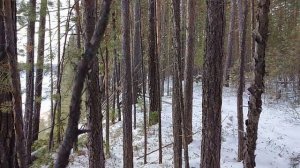 Дневник охотника. Грудка рябчика.Гриб для белки.День 24-ый.