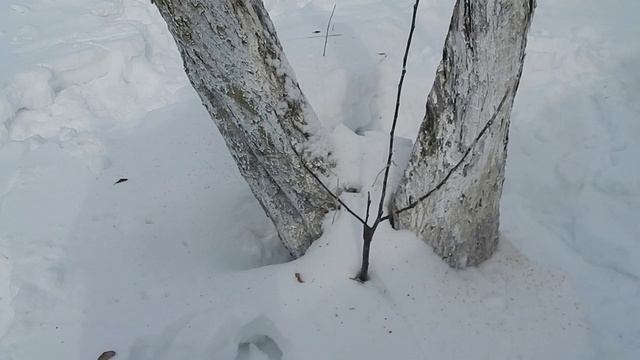 Обрезка сорокалетней яблони с переводом на подвой