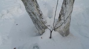 Обрезка сорокалетней яблони с переводом на подвой