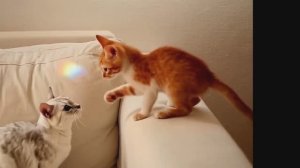 Солнечный зайчик