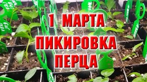 1 марта. Как я пикирую перец