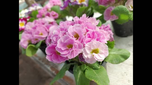 Долгожданная весна